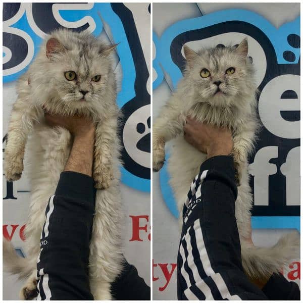 Persian Punch face triple coat cat Kitten 13