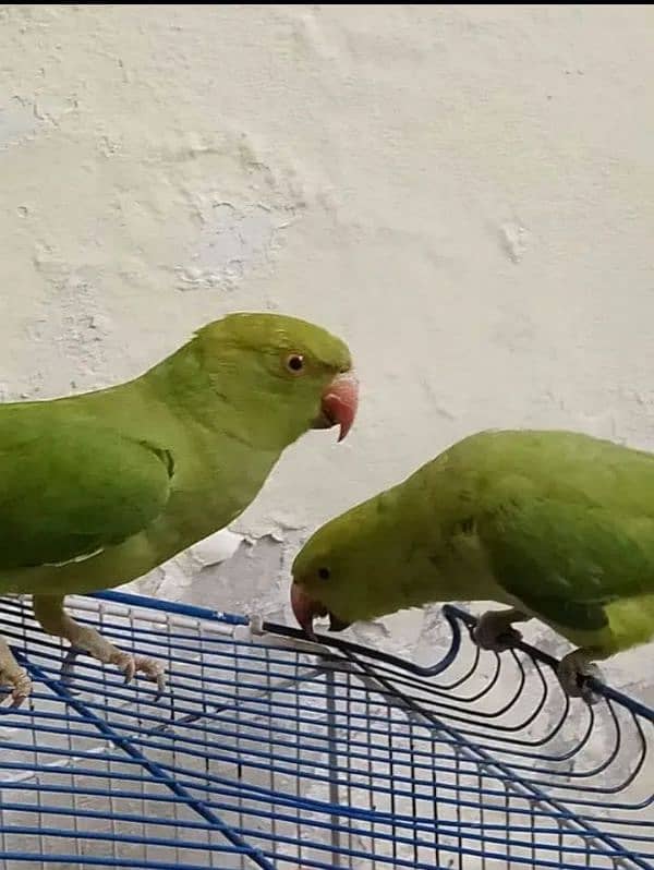 Parrot Pair 0