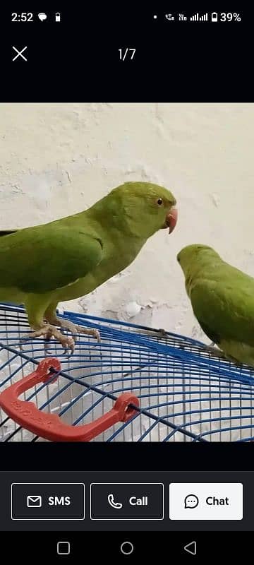 Parrot Pair 1