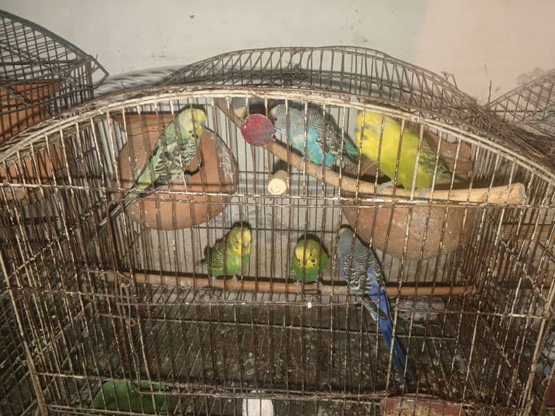 parrot 2