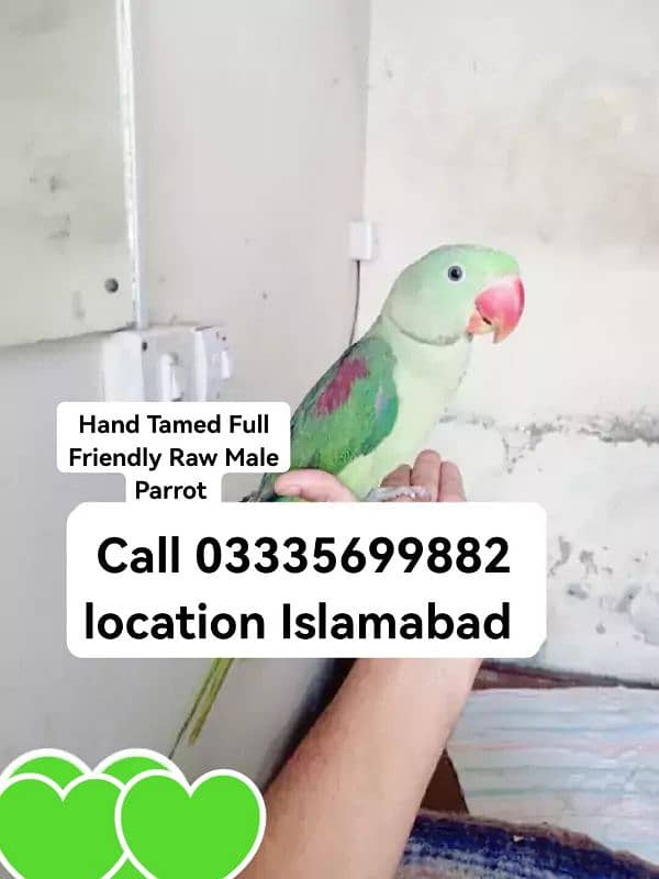 Fixed Final 12500 Hand Tamed Full Friendly Kashmiri Raw Male Parrot 0