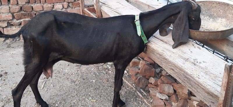 Goat female for sale 2