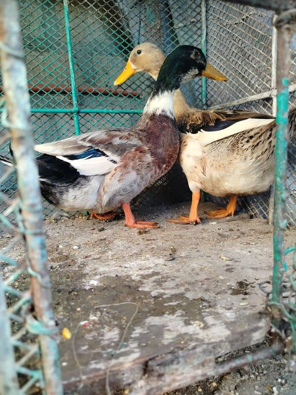 Mianwali Heera cross Murga ha ak duck ka pair ha 5