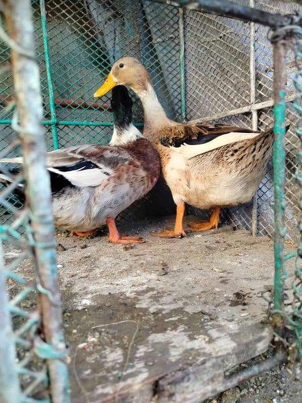 Mianwali Heera cross Murga ha ak duck ka pair ha 6