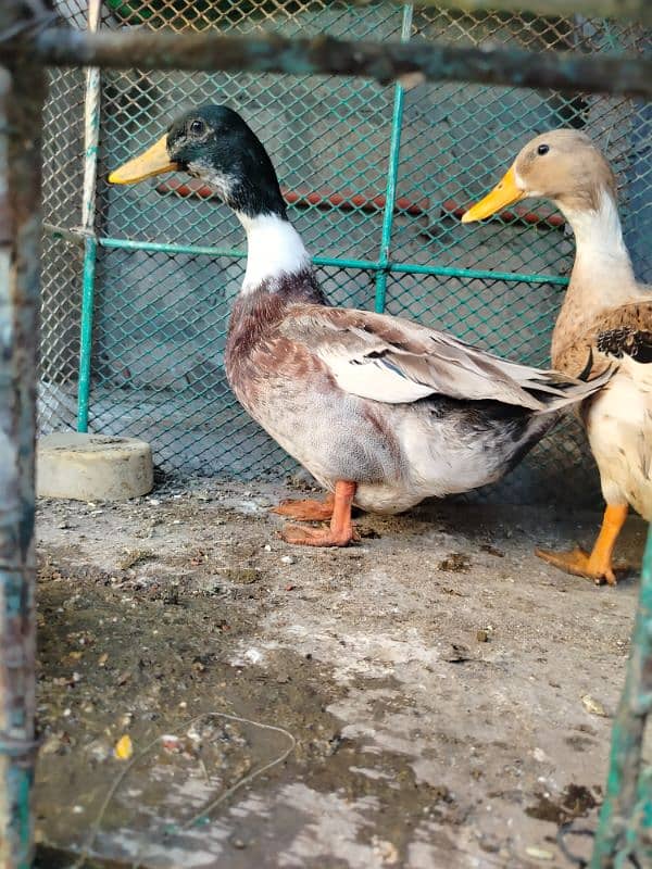 Mianwali Heera cross Murga ha ak duck ka pair ha 7