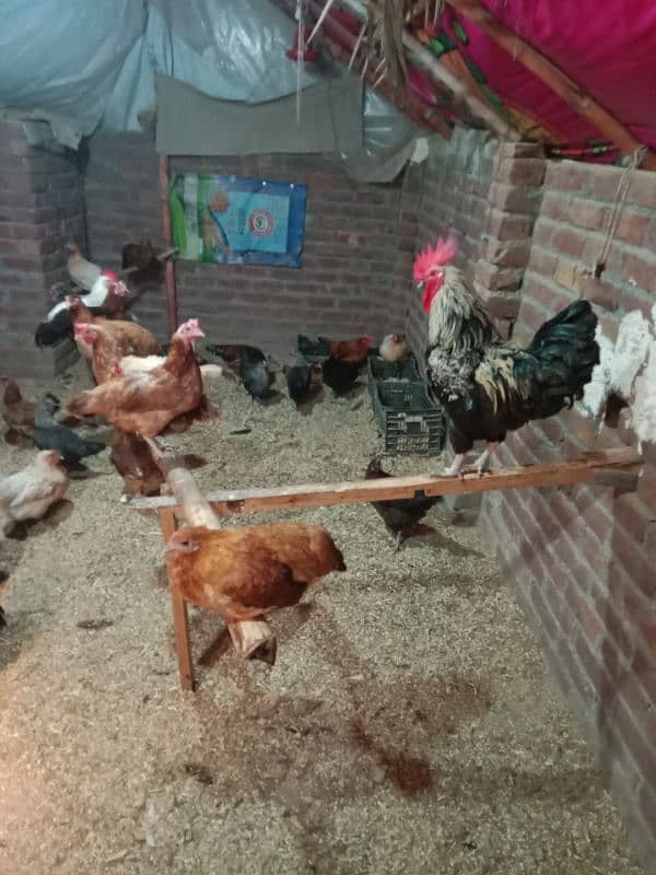 agg laying hens for sale 0