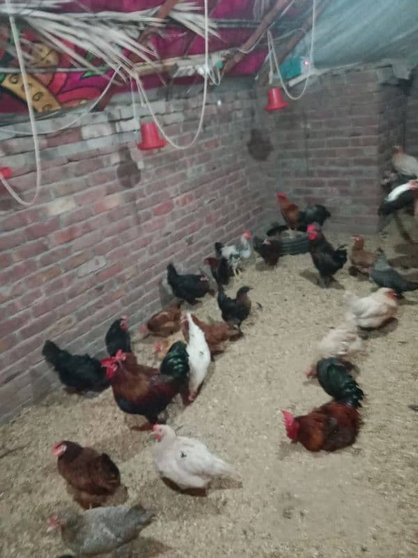 agg laying hens for sale 3