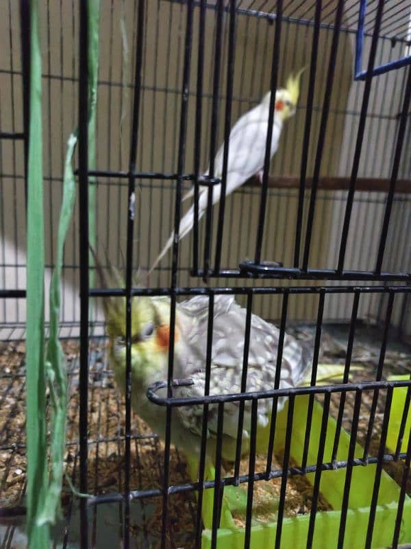 cockatiel pair for sale with cage 1.6×3 size ha pair laga Howa ha 1