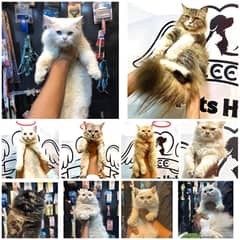 Persian cat / triple coated/punch face /Cat for sale