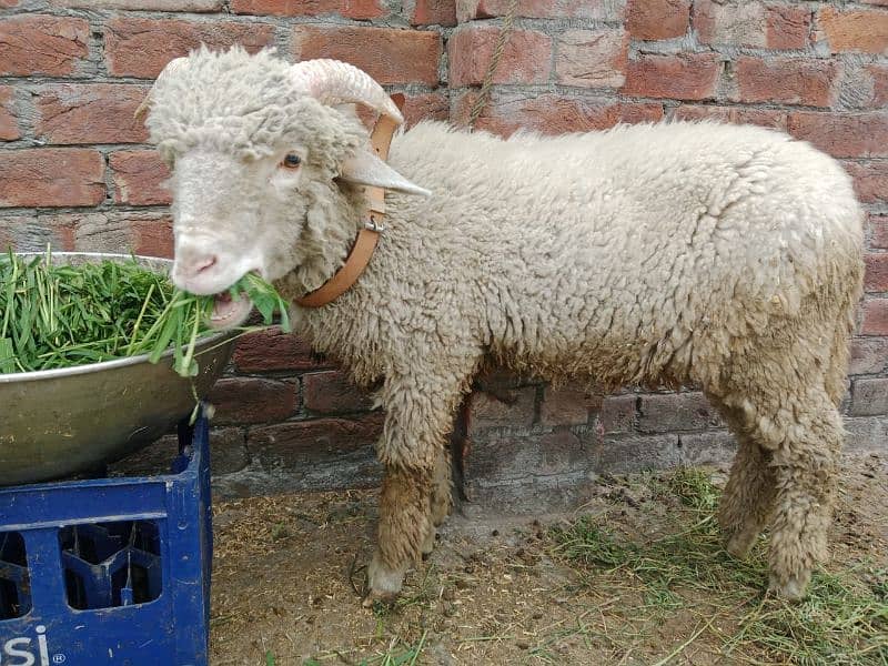 bakra/ munda  padu / kajla/ desi bakra / mundra 5