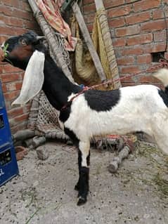 bakra/ desi bakra /