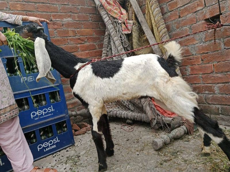 bakra/ munda  padu / kajla/ desi bakra / mundra 13