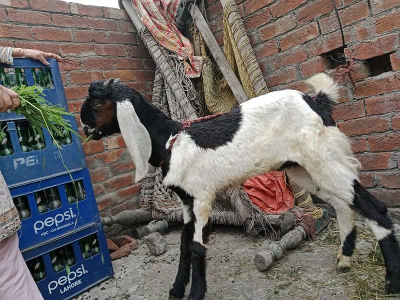 bakra/ munda  padu / kajla/ desi bakra / mundra 14