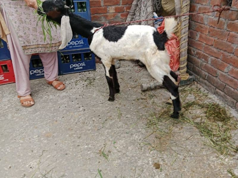 bakra/ munda  padu / kajla/ desi bakra / mundra 16