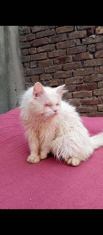 Persian blind cat 0