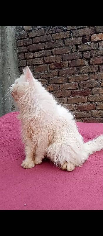 Persian blind cat 1