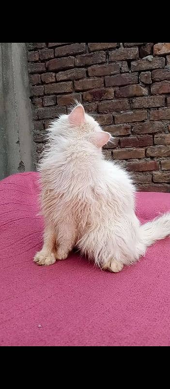 Persian blind cat 2