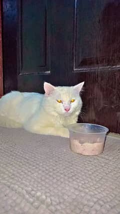 Male Parsian Cat for Sale (already Vaccinated)