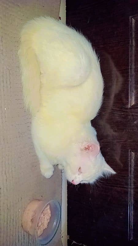 Male Parsian Cat for Sale (already Vaccinated) 2