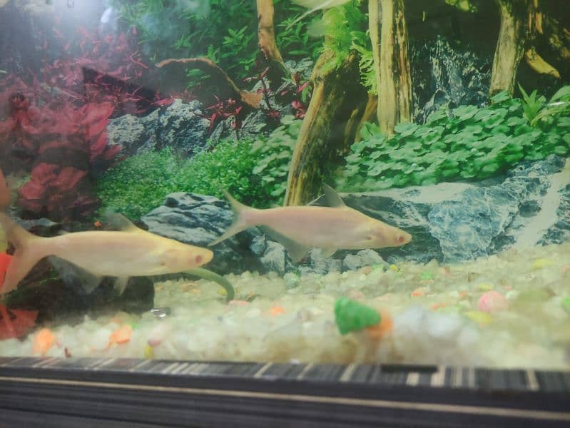 Pair of Albino Shark Red Eyes | Good Size 0