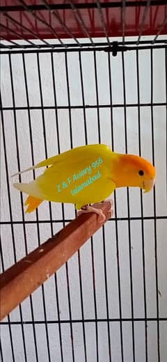 Great Offer Lovebirds / love bird Males Available (See Discription)