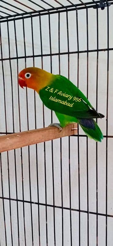 Great Offer Lovebirds / love bird Males Available (See Discription) 1