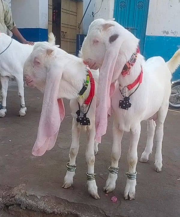 Pure Gulabi Bakri Gyabn With 2male 0