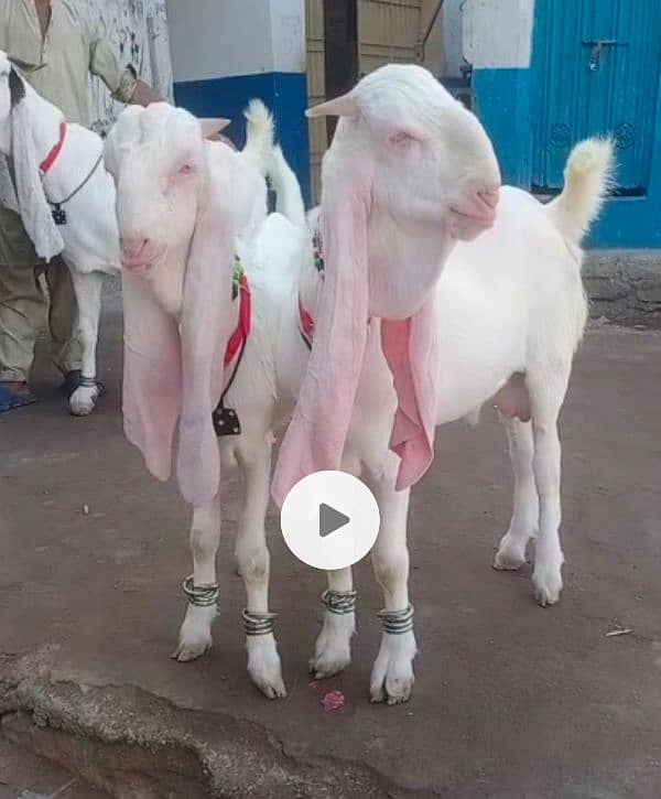 Pure Gulabi Bakri Gyabn With 2male 3