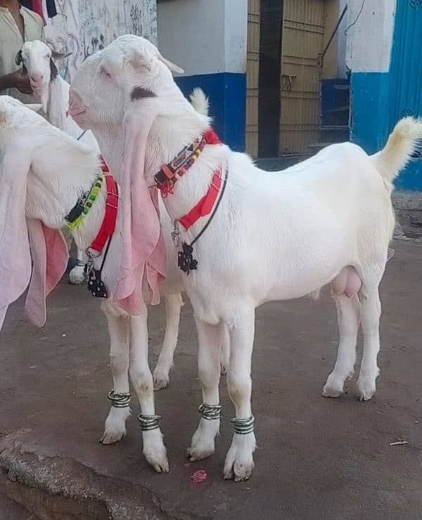 Pure Gulabi Bakri Gyabn With 2male 4