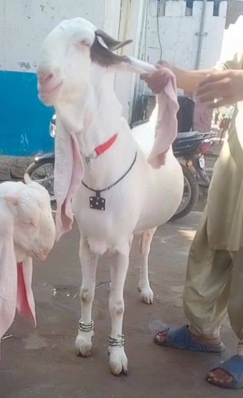 Pure Gulabi Bakri Gyabn With 2male 5