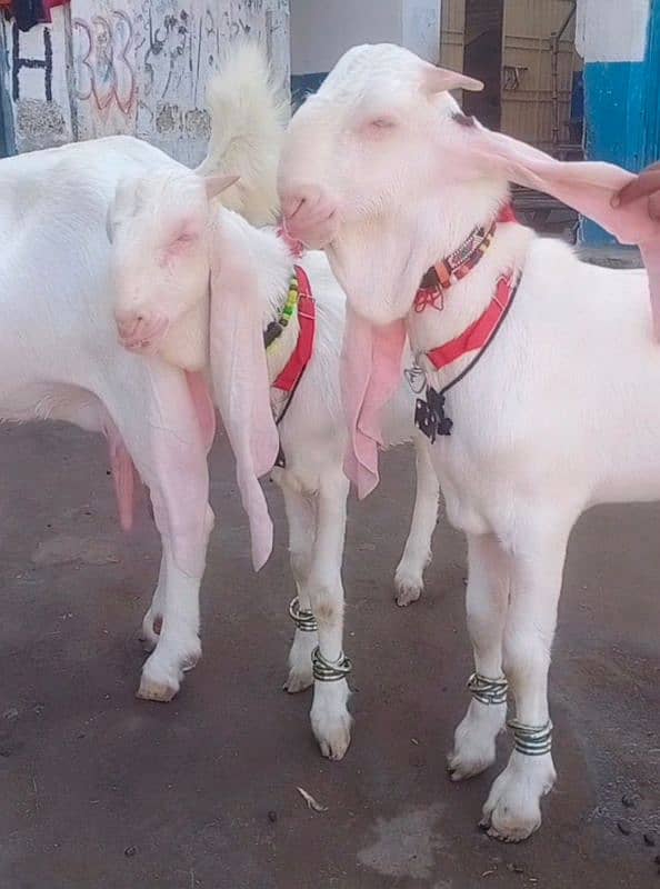 Pure Gulabi Bakri Gyabn With 2male 6