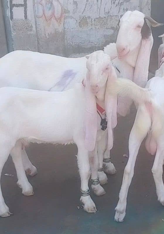 Pure Gulabi Bakri Gyabn With 2male 8