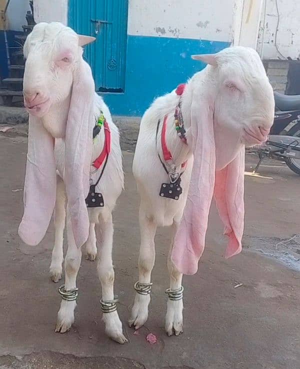 Pure Gulabi Bakri Gyabn With 2male 9