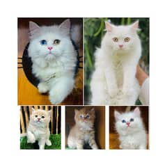 punch face tripl cote kitten cat male and