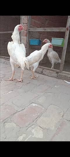 top quality paper white shamo Male phatha redey to First bread