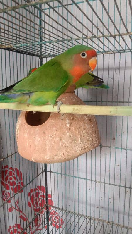 love bird 5 pice he 800 per pice faina 2