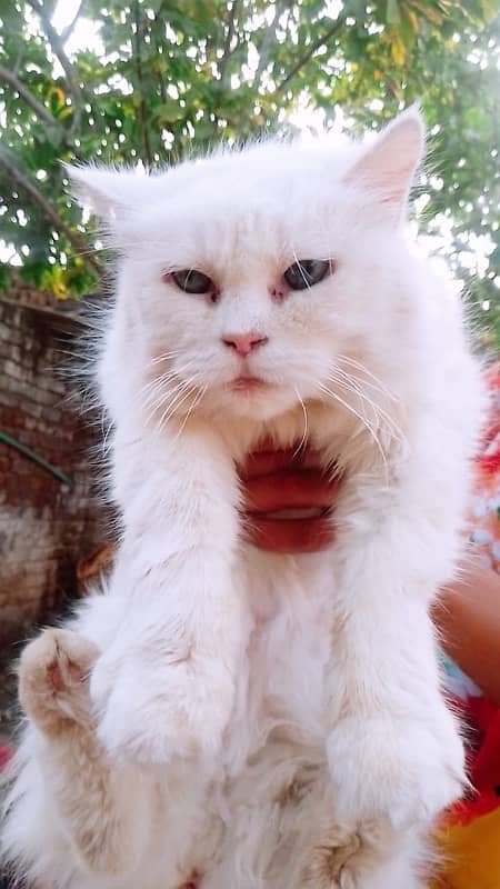 triple coat persian cat 2