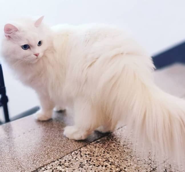 triple coat persian cat 3