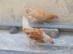 2 aseel hen and aik golden pair for sale