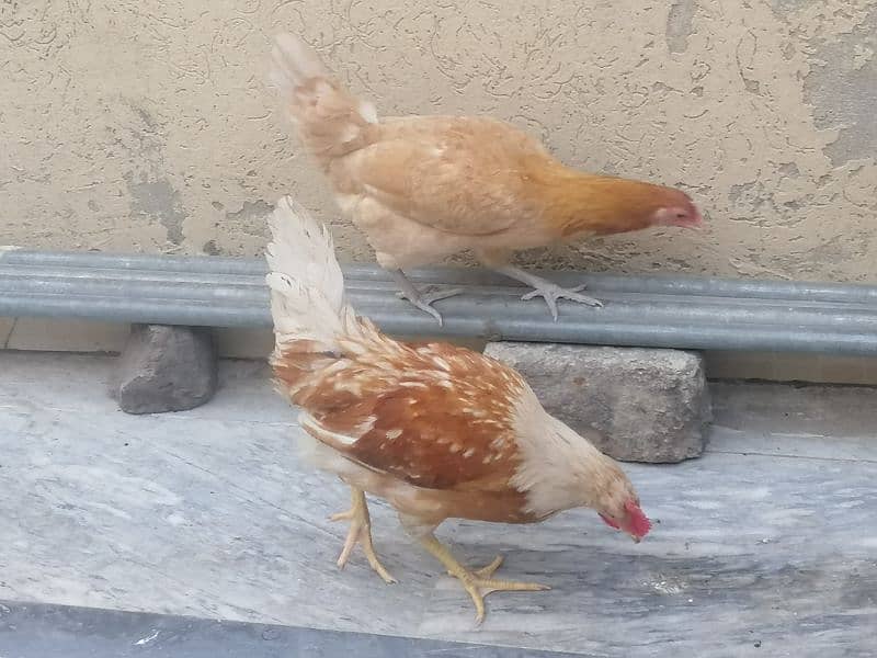 2 aseel hen and aik golden pair for sale 0