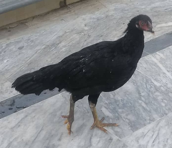 2 aseel hen and aik golden pair for sale 1