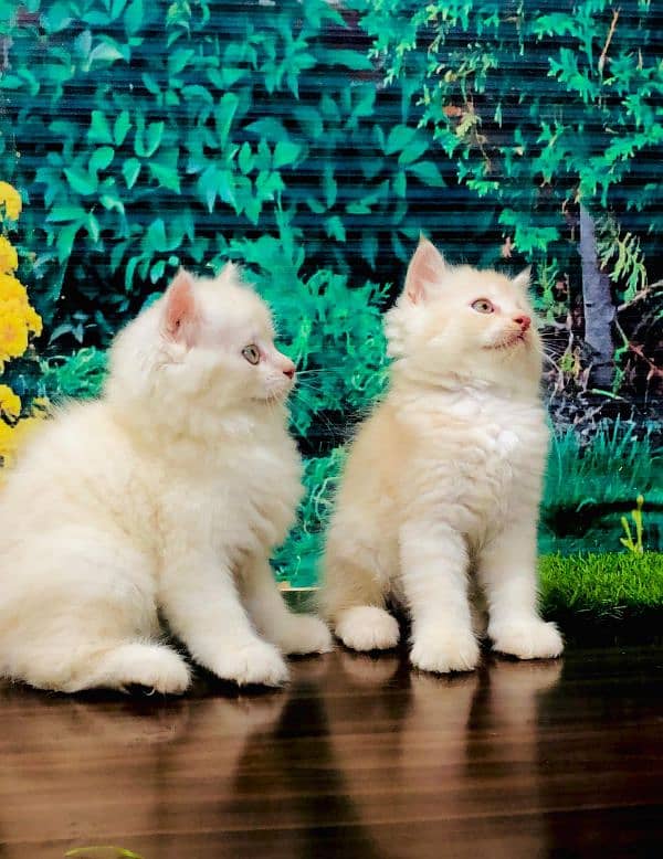 Persian kitten cats 12