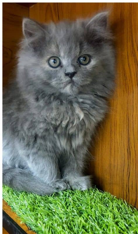 Persian kitten cats 14