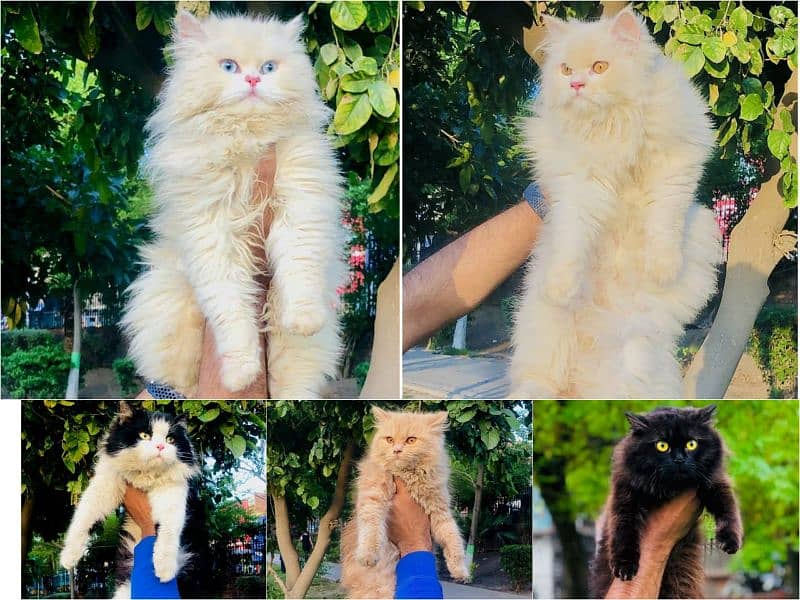 Persian kitten cats 16