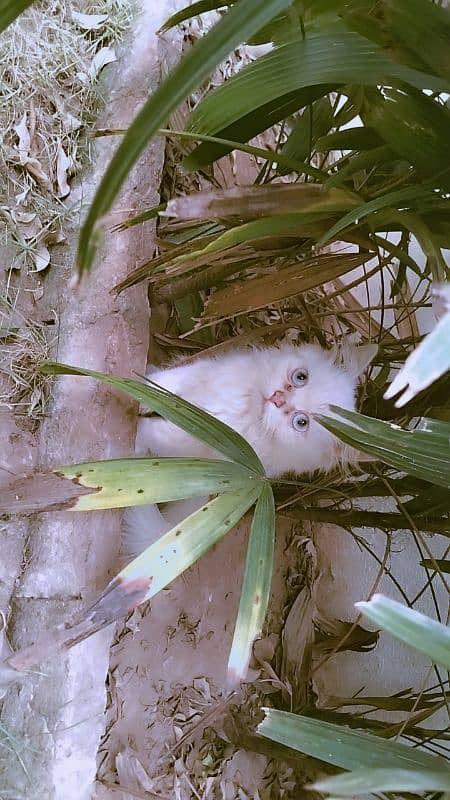 semi punch face blue eyes Persian kitten 4