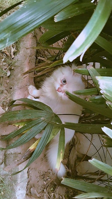 semi punch face blue eyes Persian kitten 5