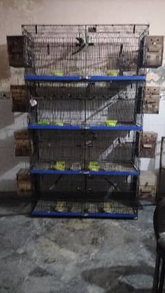 Love bird breeder setup with cage