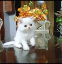 Pure Persian kitten up ( peti Bloodline)