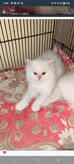 Persian cat for sale my WhatsApp number 03468444939