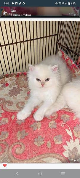 Persian cat for sale my WhatsApp number 03468444939 0